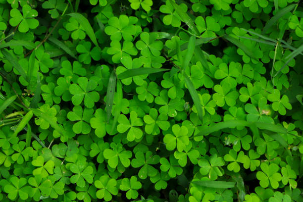 istock four leaf clover on green shamrock background 2165626468