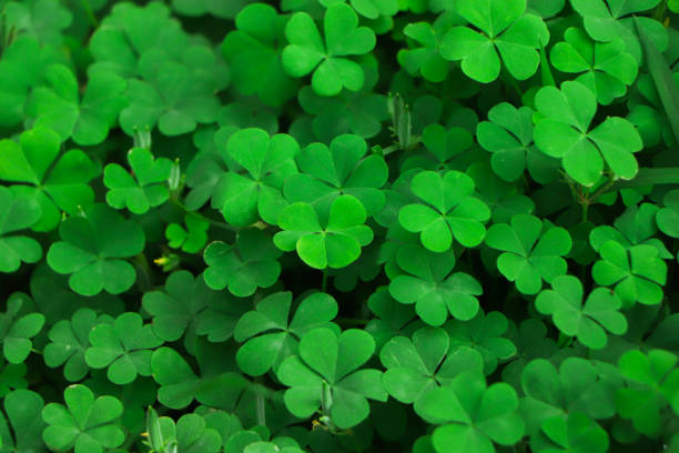 istock four leaf clover on green shamrock background 2165626608