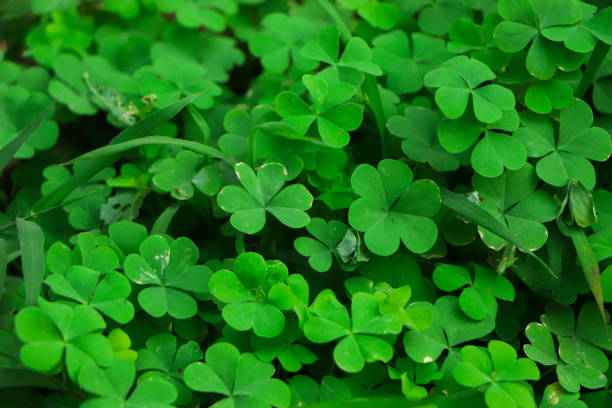 istock four leaf clover on green shamrock background 2165626649