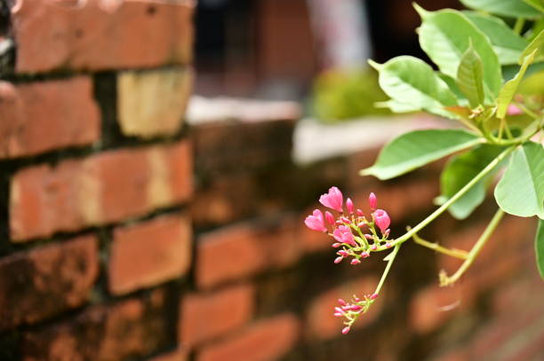 Pink Coral Vine flowers (Antigonon leptopus), native to Mexico and Central America, bloom vibrantly against a red brick wall on a sunny day, showcasing their delicate petals and lush appearance.
