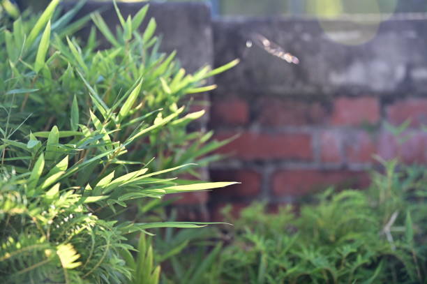 istock Green Plant with Red Brick Wall at Sunset 2165626887