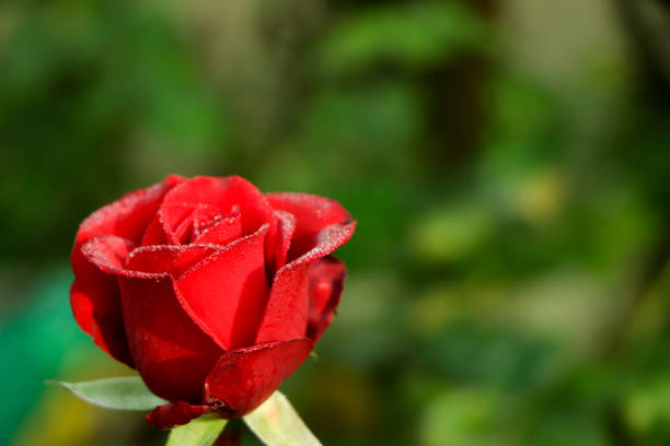 Bud of a red rose against a background of green foliage.
