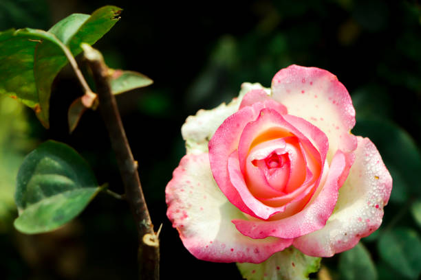 istock Sweet pink rose flower on nature 2165627192