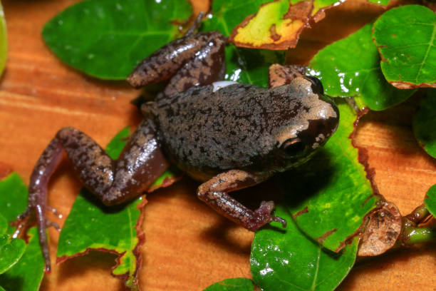 istock Small brown frog on a green leaf in the rainforest 2165629693