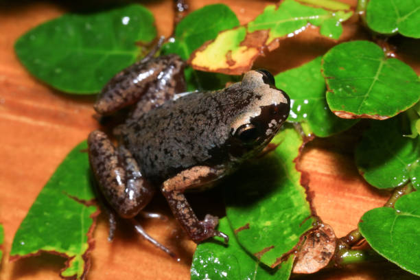 istock Small brown frog on a green leaf in the rainforest 2165629695