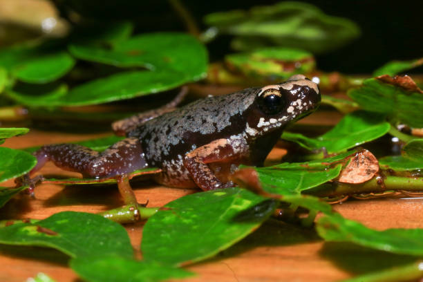 istock Small brown frog on a green leaf in the rainforest 2165629698
