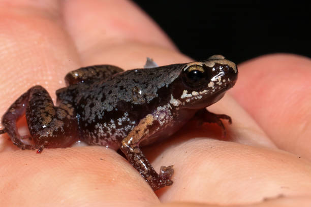 istock Small brown frog on a green leaf in the rainforest 2165629701