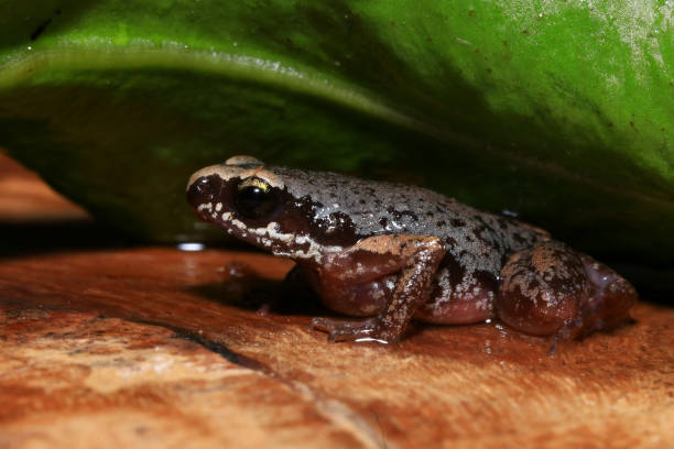 istock Small brown frog on a green leaf in the rainforest 2165629715