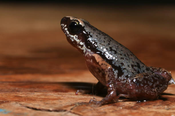 istock Small brown frog on a green leaf in the rainforest 2165629837