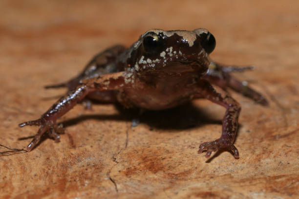 istock Small brown frog on a green leaf in the rainforest 2165629956