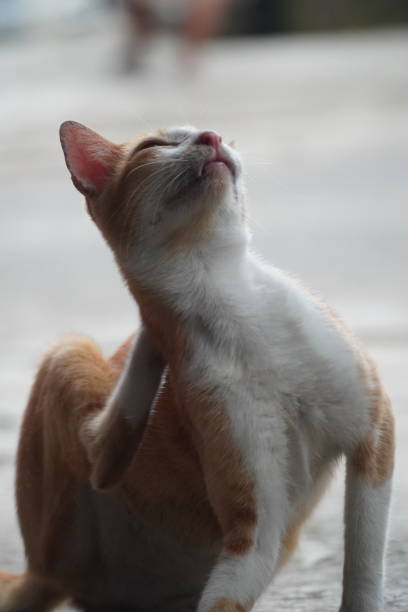 istock The red cat scratches itself with its claws. 2165630821