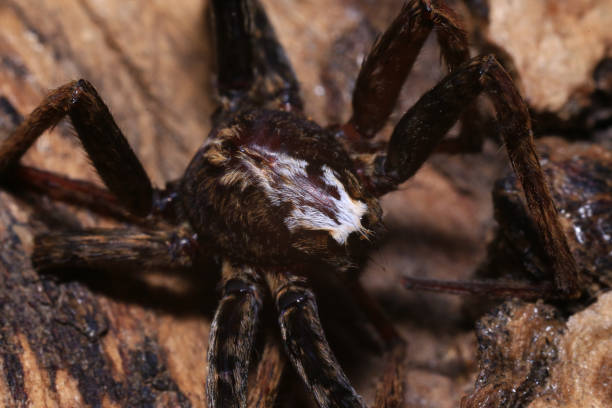 istock jumping spider on a branch in the rainforest 2165631230