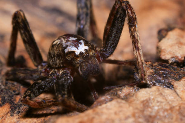 istock jumping spider on a branch in the rainforest 2165631711