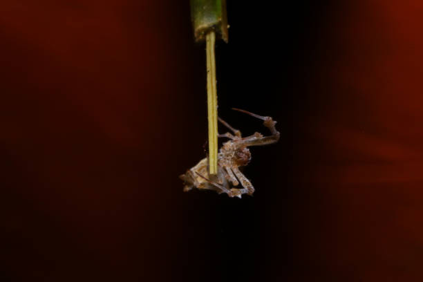 jumping spider on a branch in the rainforest