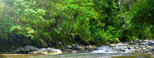 istock Beautiful river in green forest, Nature background 2165632368