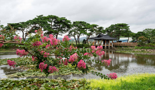 Seoul Korea 배롱나무 꽃