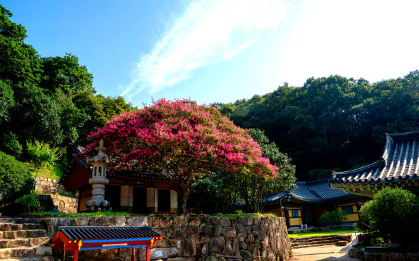 Lagerstroemia in bloom on a mountain temple in Korea (August 6, 2024, Baekryeonsa Temple, Gangjin-gun, Jeollanam-do, Korea)