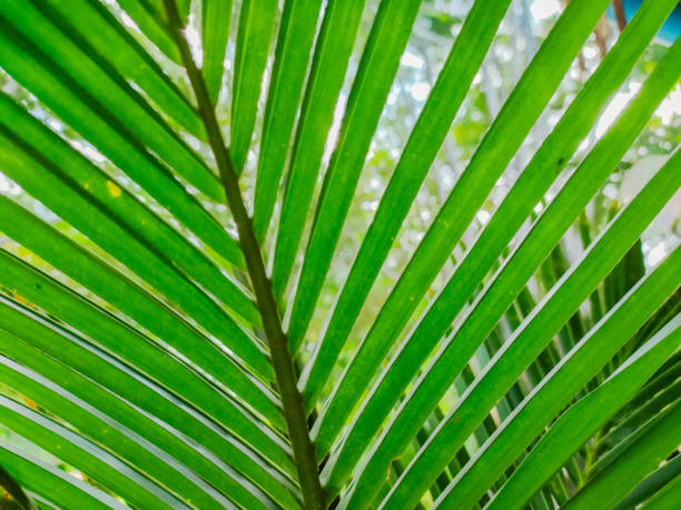 A stunning, vibrant top view of a palm tree showcases the lush green fronds radiating beautifully from its center