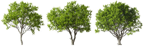 istock Landscaped lone trees shapes standing isolated on white background 3d render 2165635294