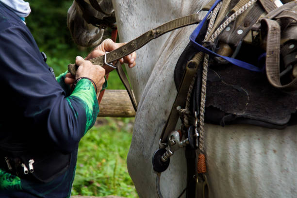 istock A man is adjusting a horse's bridle 2165635642