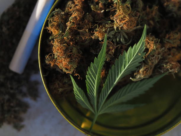 istock medical cannabis for use. bud marijuana 2165635950