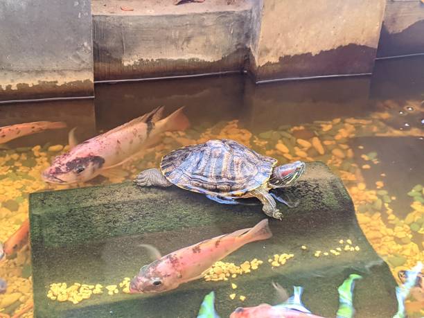 istock Turtles sunbathing on rocks accompanied by tilapia fish in the pond 2165636184