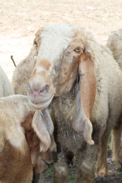 istock Beautiful white and brown sheep (lamb). 2165636928