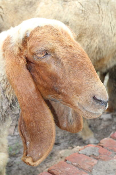 istock Beautiful white and brown sheep (old sheep) face 2165638782