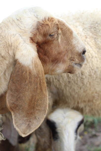 istock Side view of a beautiful white and brown sheep (old sheep). 2165639181
