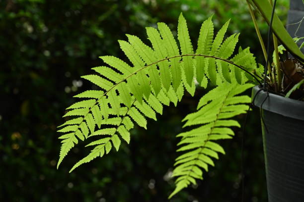 istock Bright green fern leaves, blurred background 2165639248
