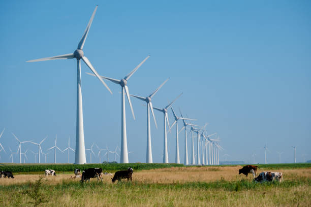 Gentle breezes animate towering wind turbines above a serene landscape, where cows graze peacefully under a clear blue sky. wind turbines in Flevoland Netherlands. Green energy concept