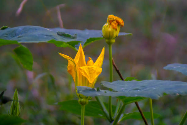 Pumpkin flower blooming among leaves. Unopened bud visible