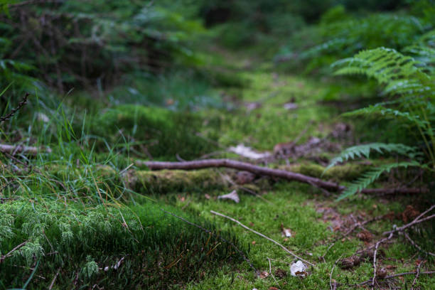 istock old tree stump covered with green moss in dense primeval forest in summer. Deep natural concept 2165640193