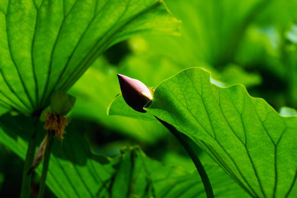 Lotus flower blooming in summer pond with green leaves as background