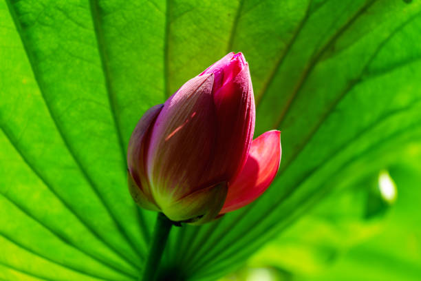 Being marked by its delicate, symmetrical form and charming colors, the lotus flower is also remembered by its meanings and symbolism in many cultures. Its elegant form and symbolic richness have inspired countless artists, poets, and calligraphers for centuries, which is definitely the representative of Chinese beauty.