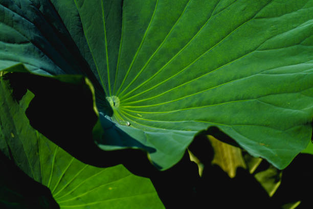 This photo shows green lotus leaves in morning sunlight, a mixture of light and shade, color and black.