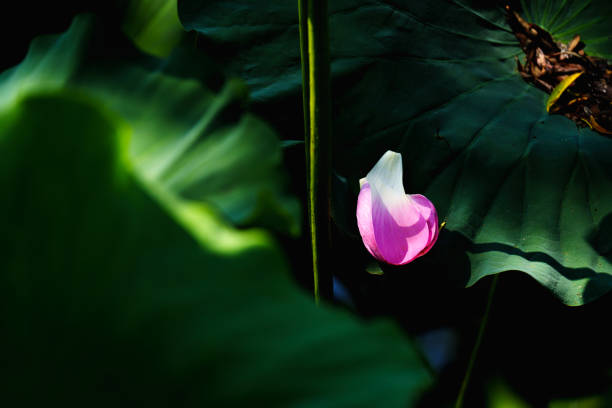 After a magnificent blossom, the petals fell from above and down to lake surface or lotus leaf, which would be considered as their last words to the world: goodbye and take care.