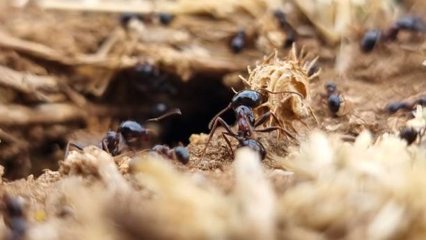 istock ants nest ant working close up 2165644550