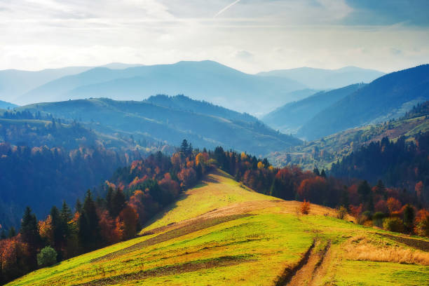 great view of ukraine mountain landscape. forested slopes in evening light. deciduous trees in fall foliage. warm autumn afternoon scenery