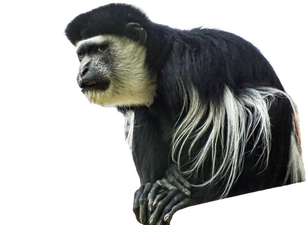istock Black and white Colobus monkey isolated on white 2165645796