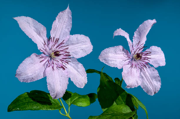 Beautiful Blooming pink clematis flower on a blue background. Flower head close-up.