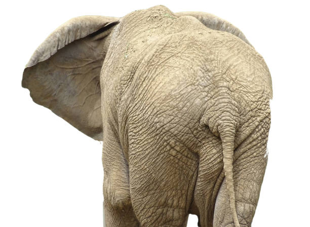 Elephant animal , isolated black wildlife