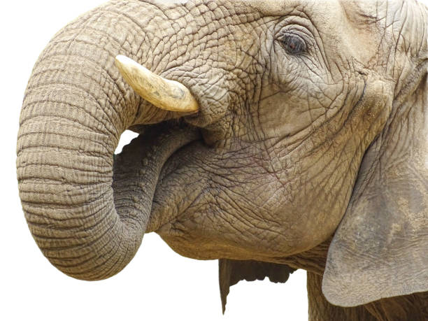 istock An African elephant drinks water. Isolated on white 2165646899
