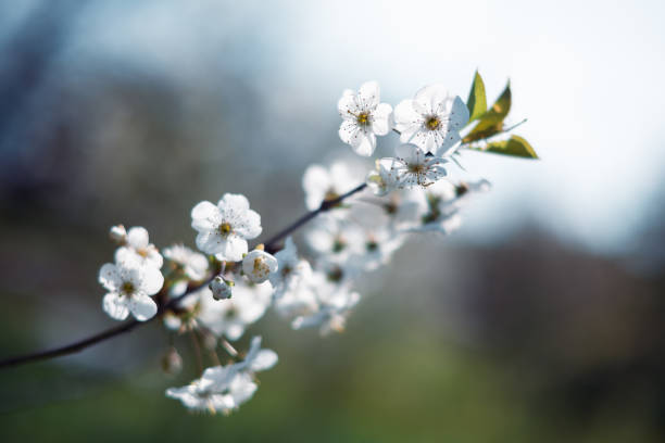 istock The exquisite beauty of white cherry blossoms 2165647433