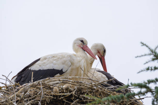 Stork with babies in the nest. White stork. Stork nest. Baby storks