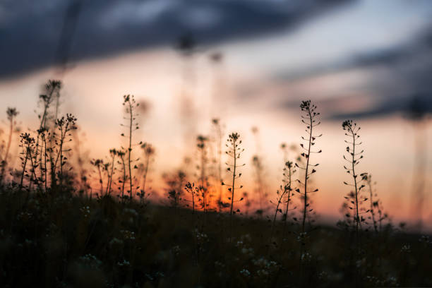 Amazing sunset on summer field. Plants and flowers on spring meadow during sunrise. Natural floral background