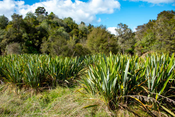 Photo of a forest in New Zeland.