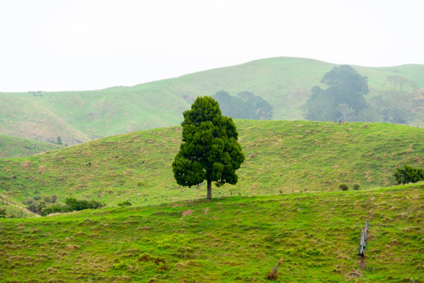 istock Single Tree in Waikato Region 2165649313