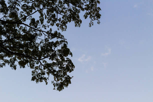 Silhouette of a tree against a bright blue sky background