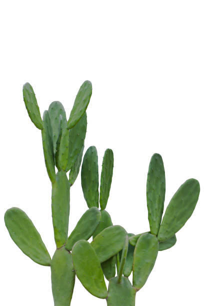 istock Green Cactus plant isolated white background. 2165650655